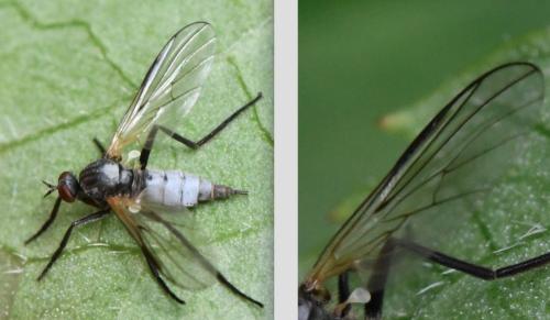 Rhamphomyia erythrophthalma